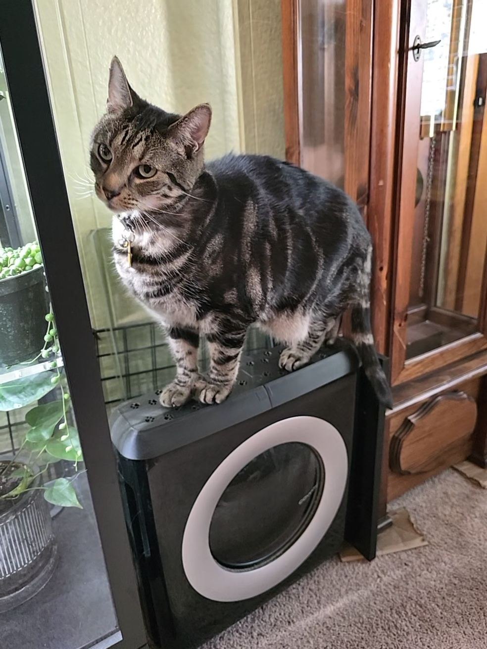 Cat standing on the paw-pattern button cover fitted to a Coway purifier